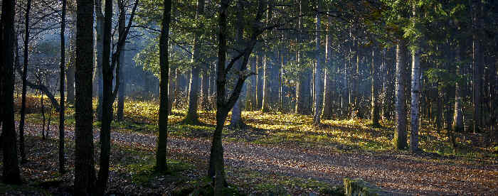 Paul and Christine Morley Newsletter